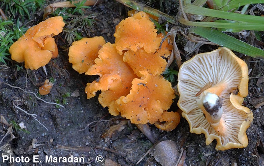 Cantharellus friesii 