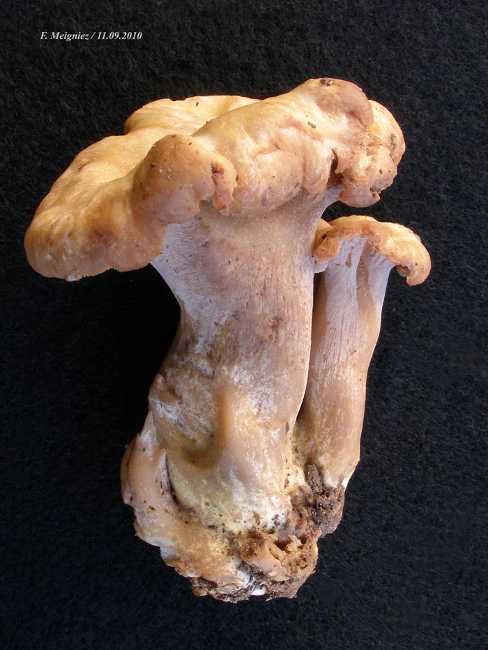 Cantharellus ianthinoxanthus