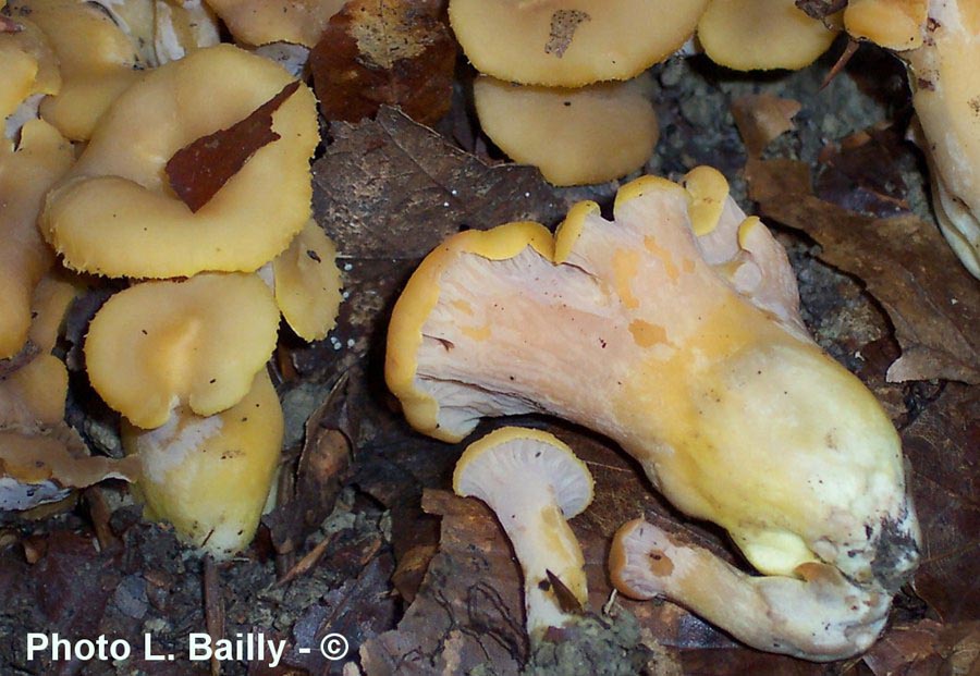 Cantharellus ianthinoxanthus