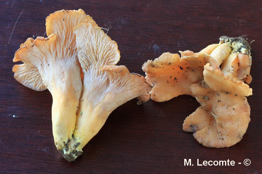 Cantharellus ianthinoxanthus