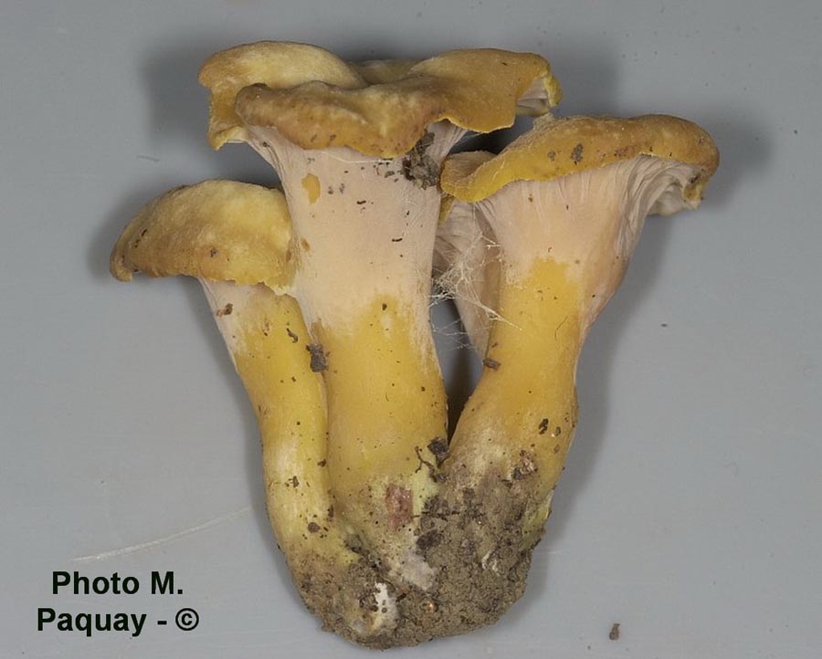 Cantharellus ianthinoxanthus