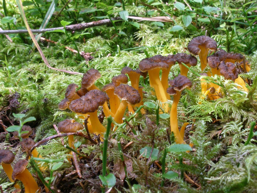 Cantharellus lutescens