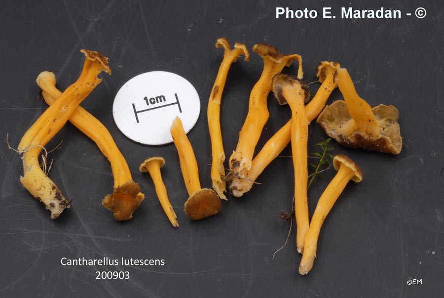 Cantharellus lutescens