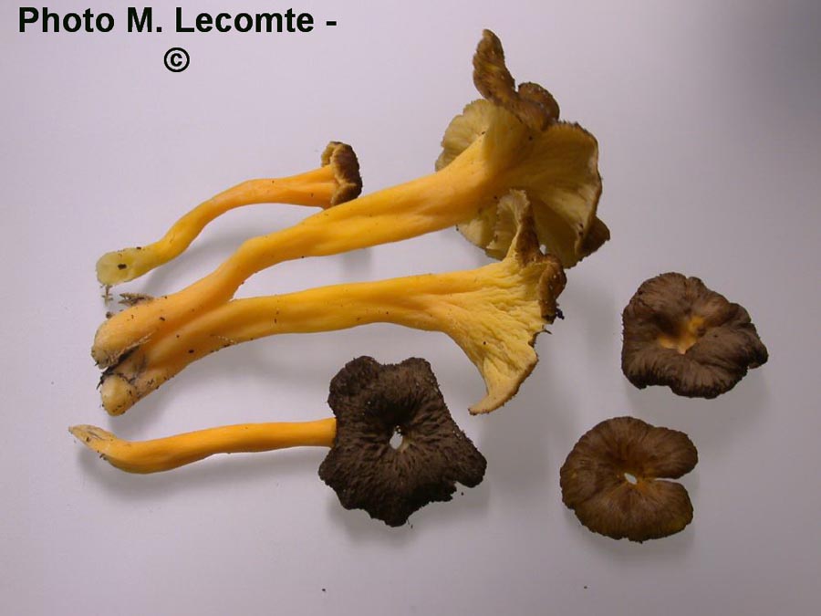 Cantharellus lutescens