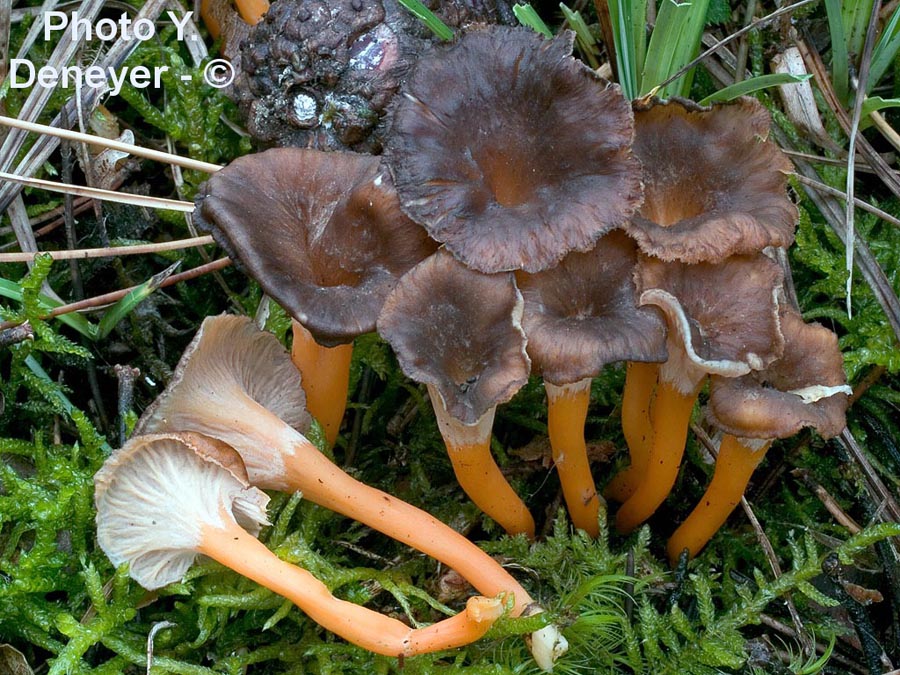 Cantharellus lutescens