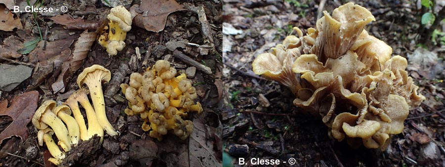 Cantharellus melanoxeros