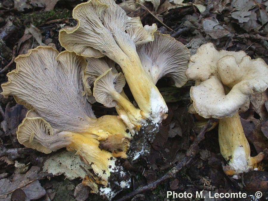 Cantharellus melanoxeros