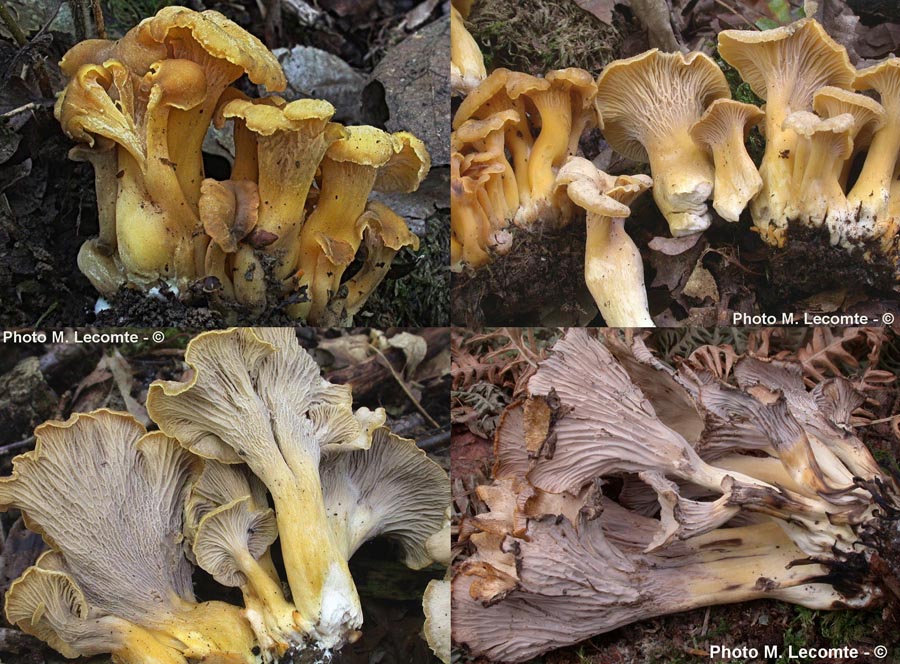 Cantharellus melanoxeros