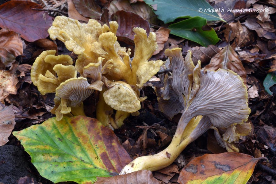 Cantharellus melanoxeros