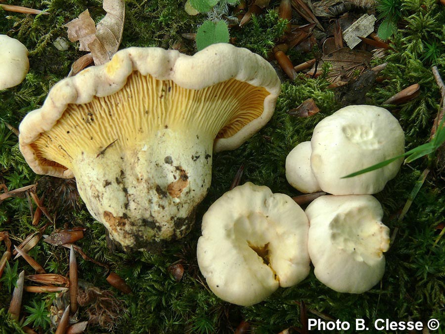 Cantharellus pallens