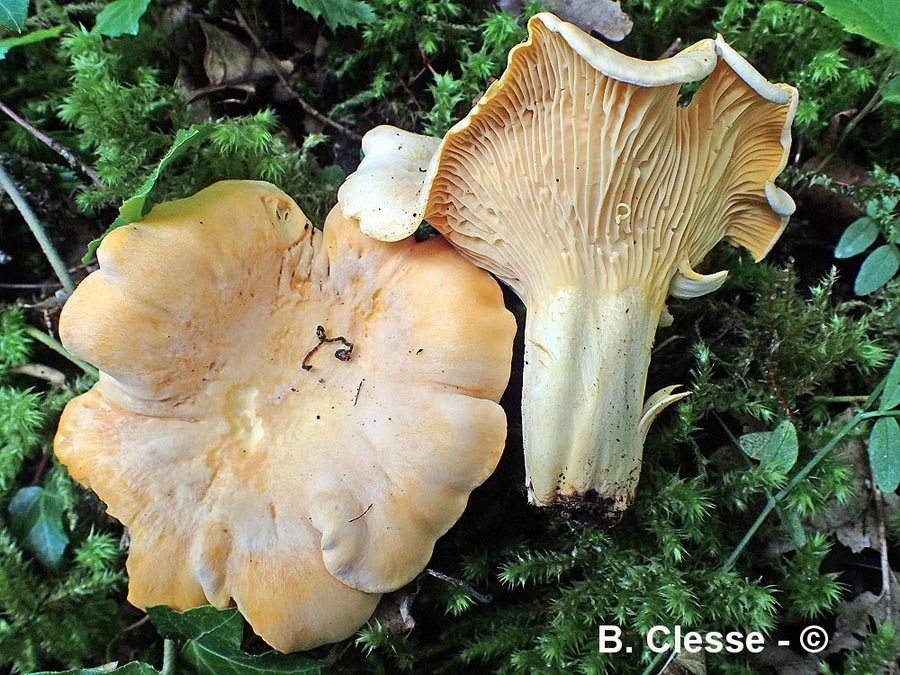 Cantharellus pallens