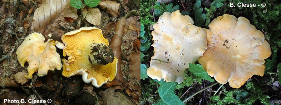 Cantharellus pallens