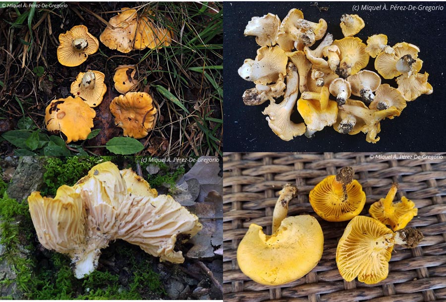 Cantharellus pallens