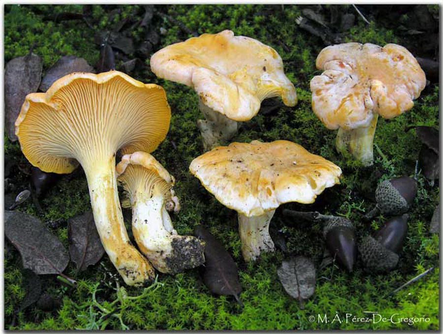 Cantharellus subpruinosus