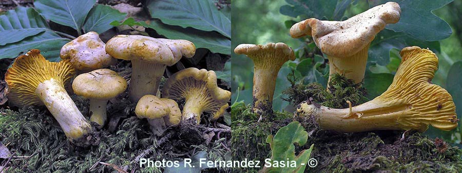 Cantharellus subpruinosus