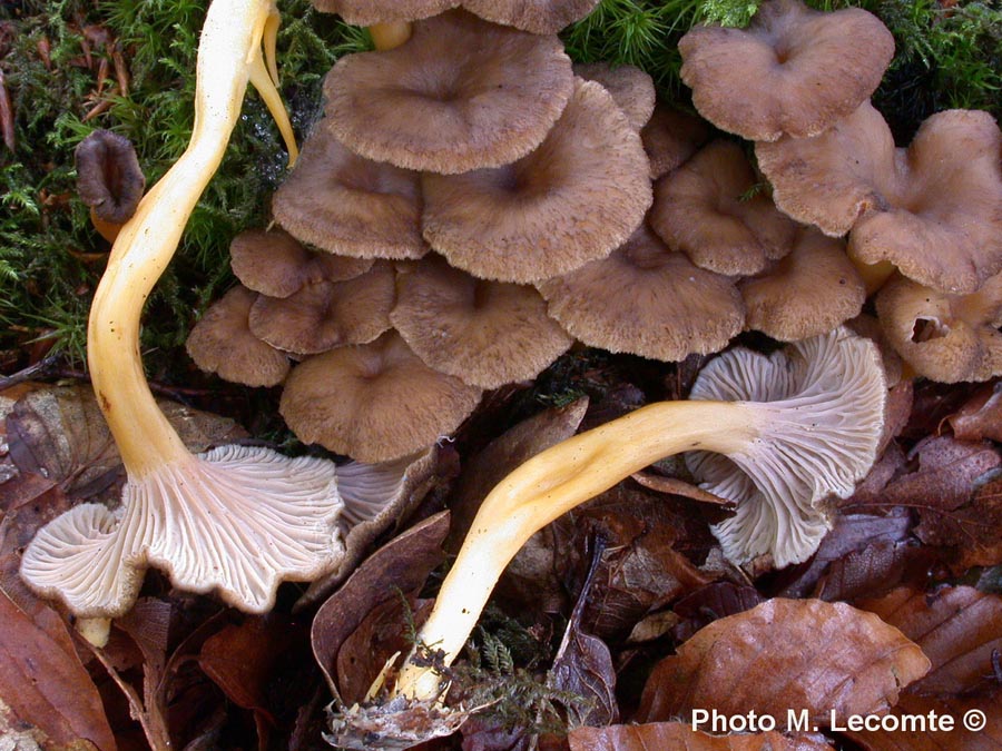 Cantharellus tubaeformis (Craterellus tubaeformis)