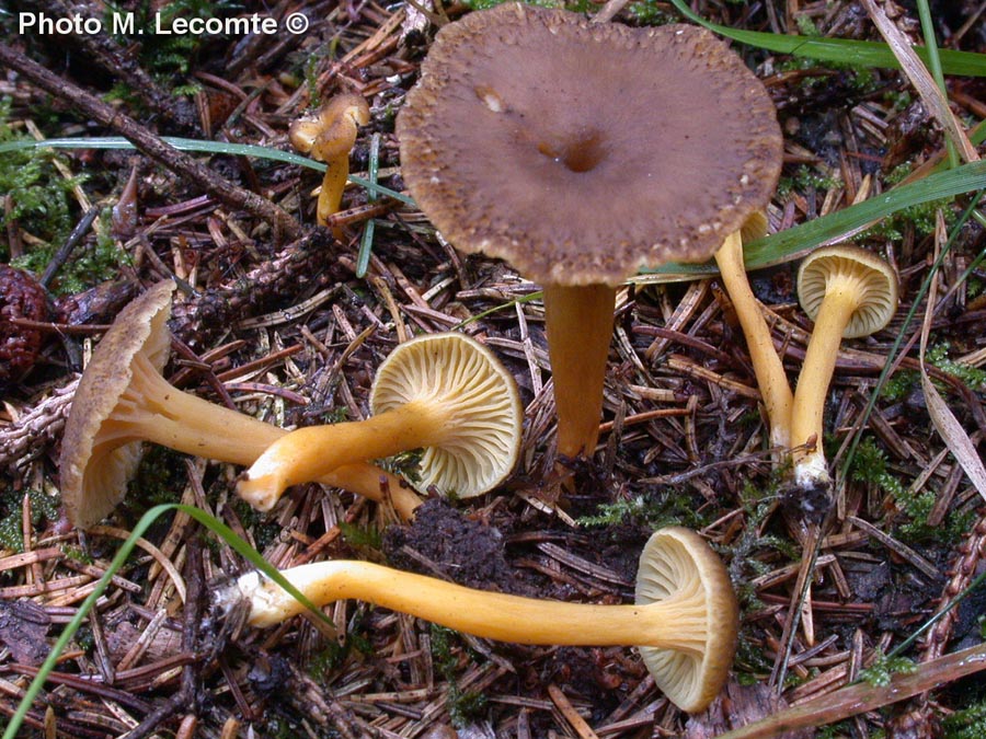 Cantharellus tubaeformis (Craterellus tubaeformis)