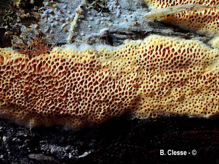 Ceriporia purpurea