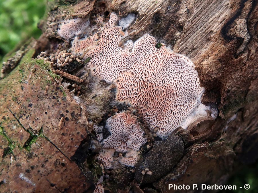 Ceriporia purpurea