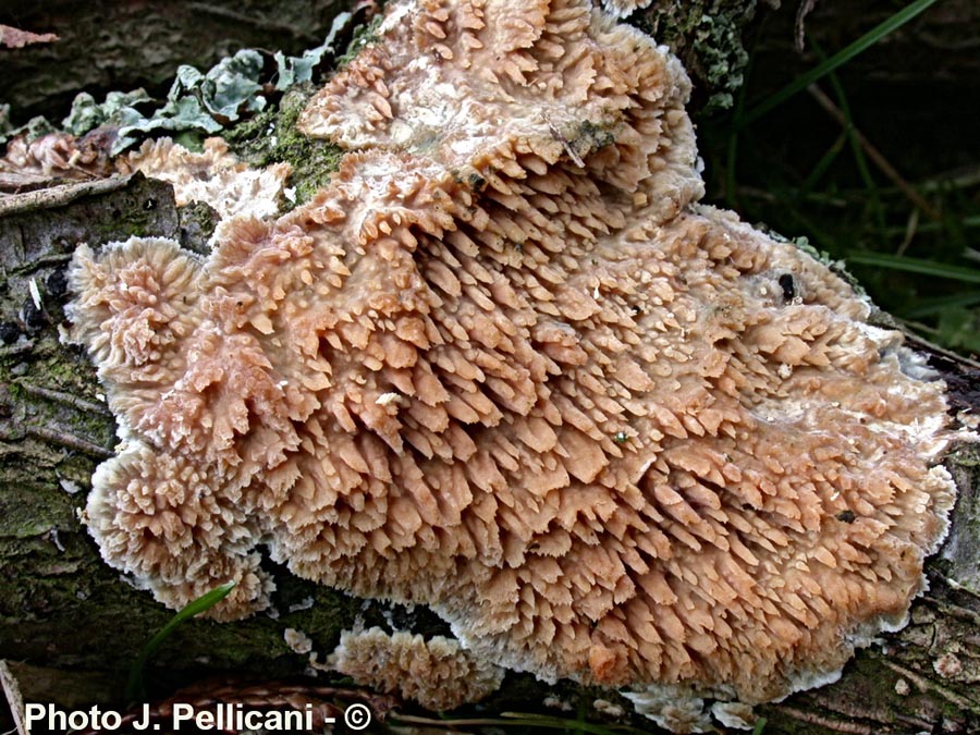 Cerocorticium molare