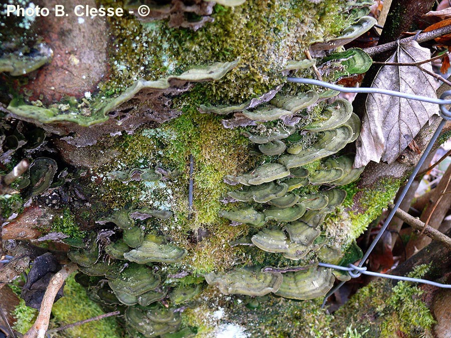 Cerrena unicolor