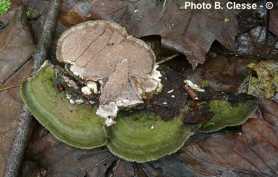 Cerrena unicolor