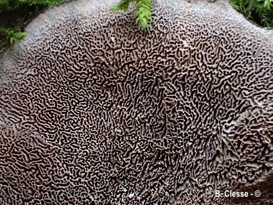 Cerrena unicolor