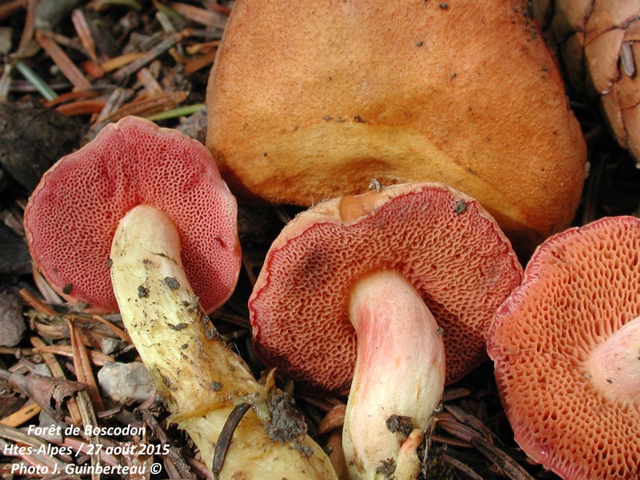 Chalciporus amarellus (Chalciporus piperatus)