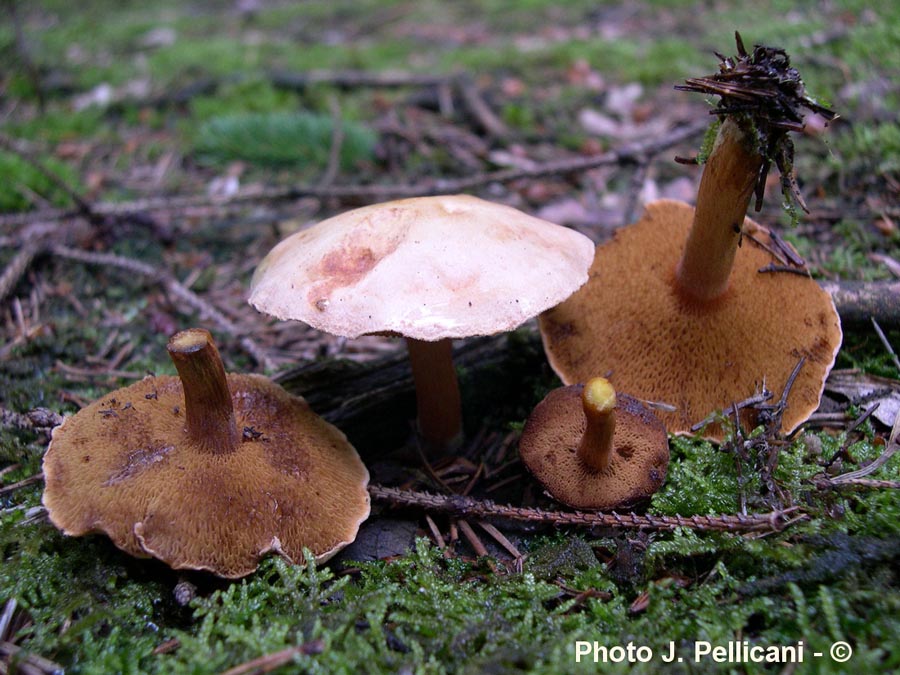 Chalciporus piperatus