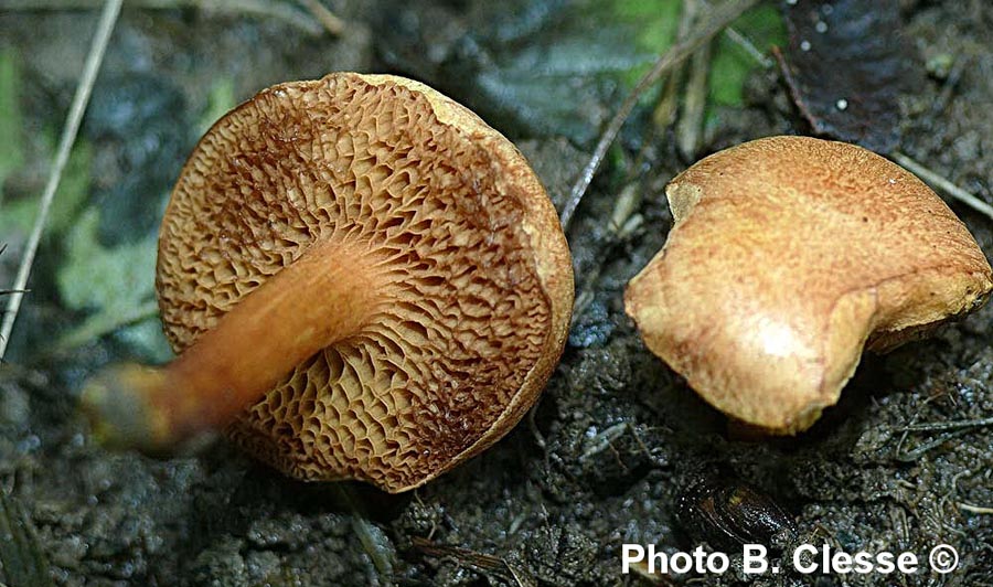 Chalciporus piperatus