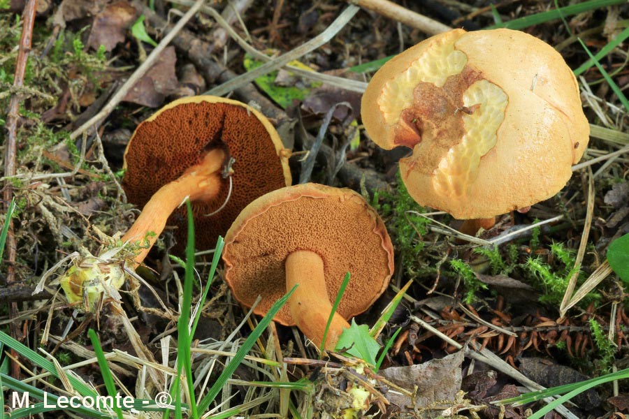 Chalciporus piperatus