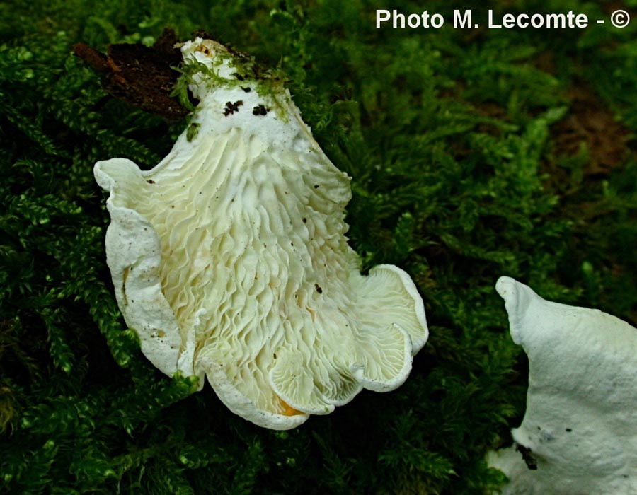 Cheimonophyllum candidissimum