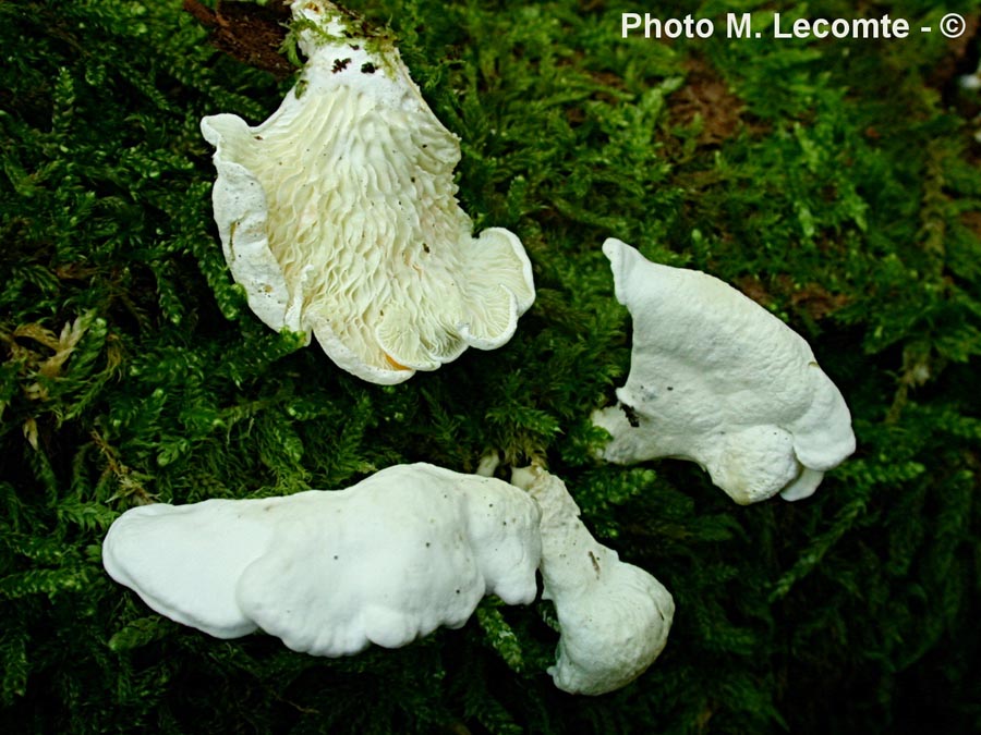 Cheimonophyllum candidissimum