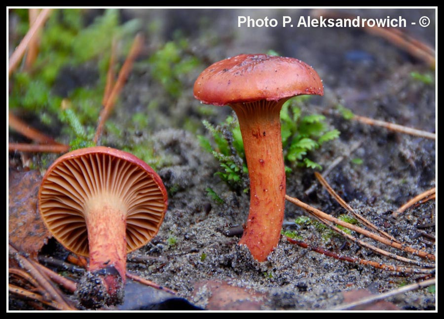 Chroogomphus fulmineus