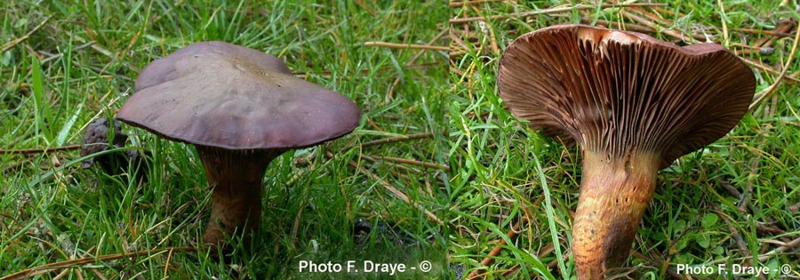 Chroogomphus rutilus