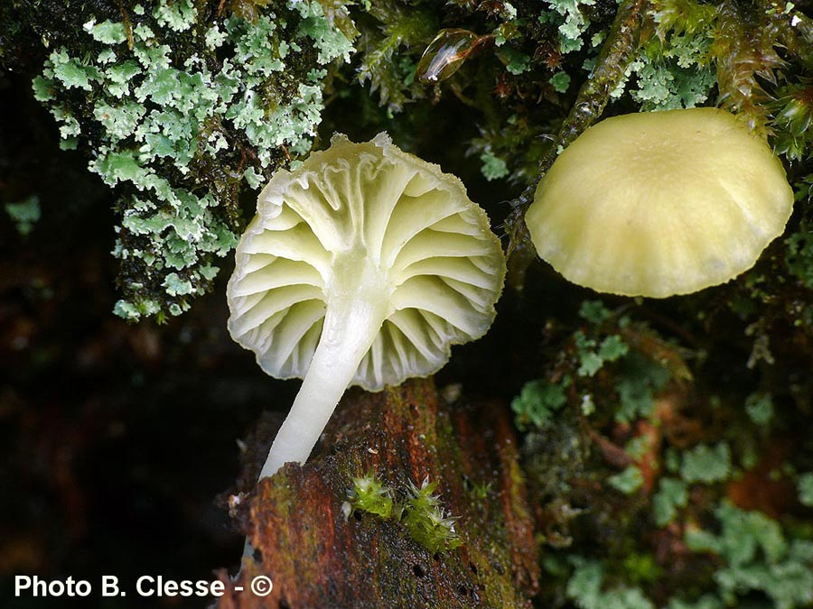 Chrysomphalina grossula