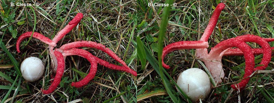 Clathrus archeri (Anthurus archeri)