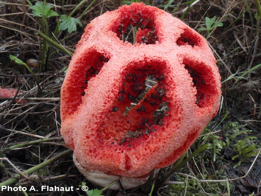 Clathrus ruber