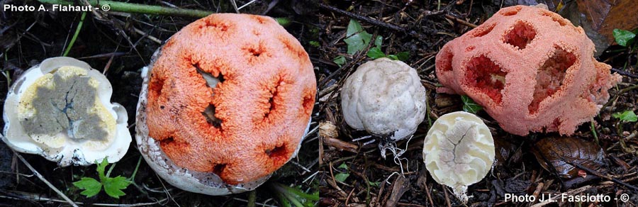 Clathrus ruber