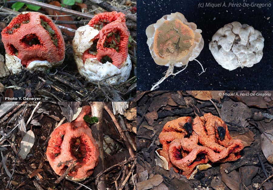 Clathrus ruber