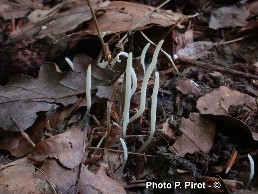 Clavaria acuta