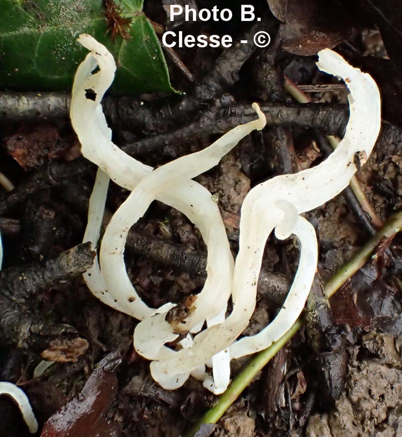 Clavaria falcata