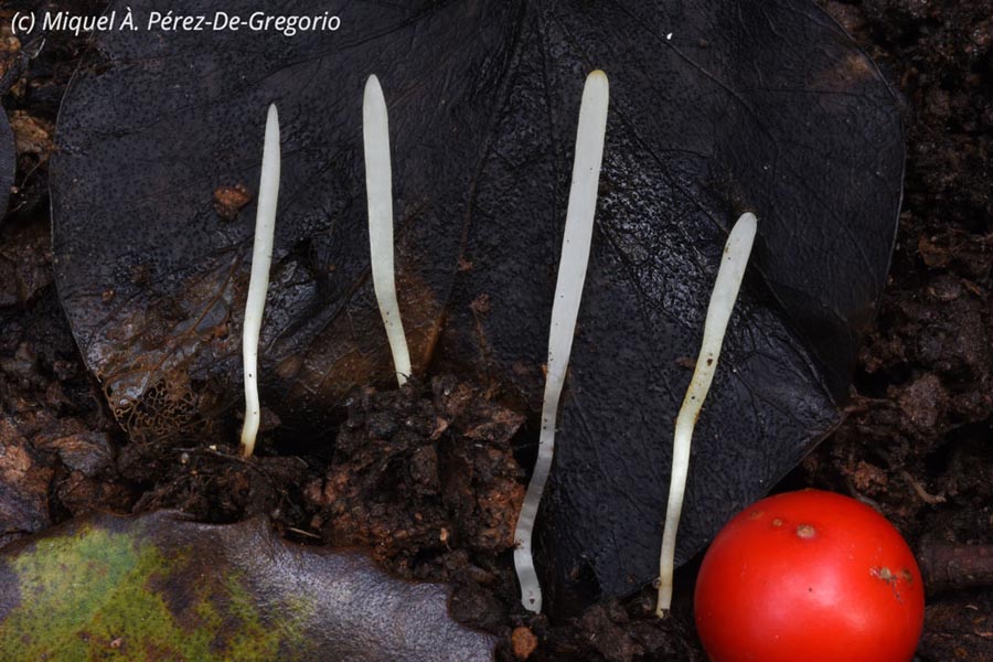 Clavaria falcata