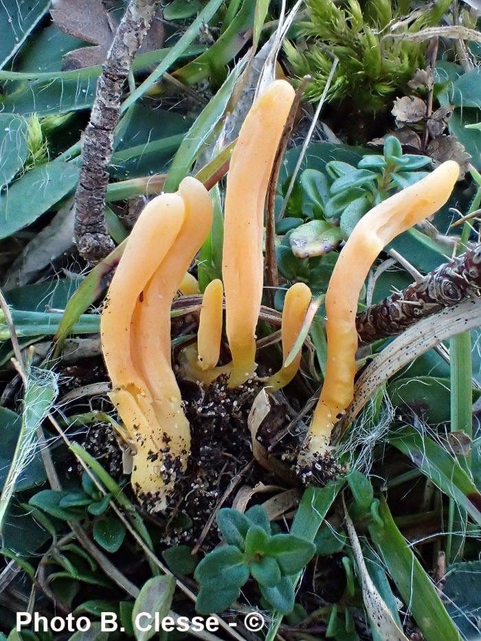 Clavaria flavostellifera