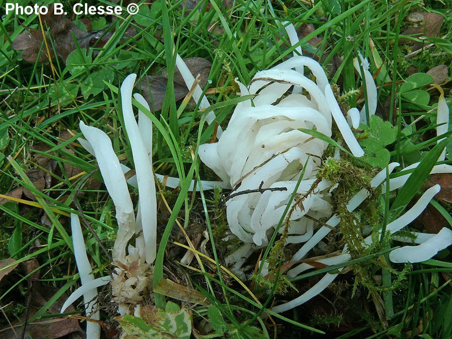 Clavaria fragilis