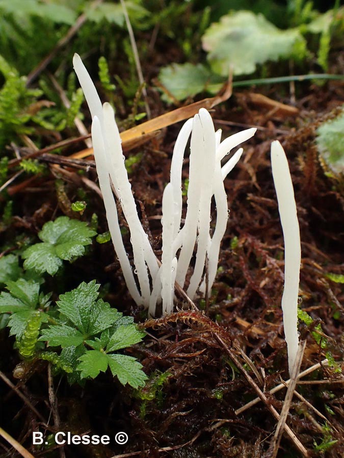 Clavaria fragilis