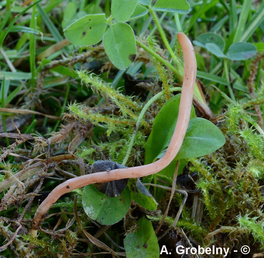 Clavaria fumosa