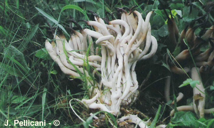 Clavaria fumosa