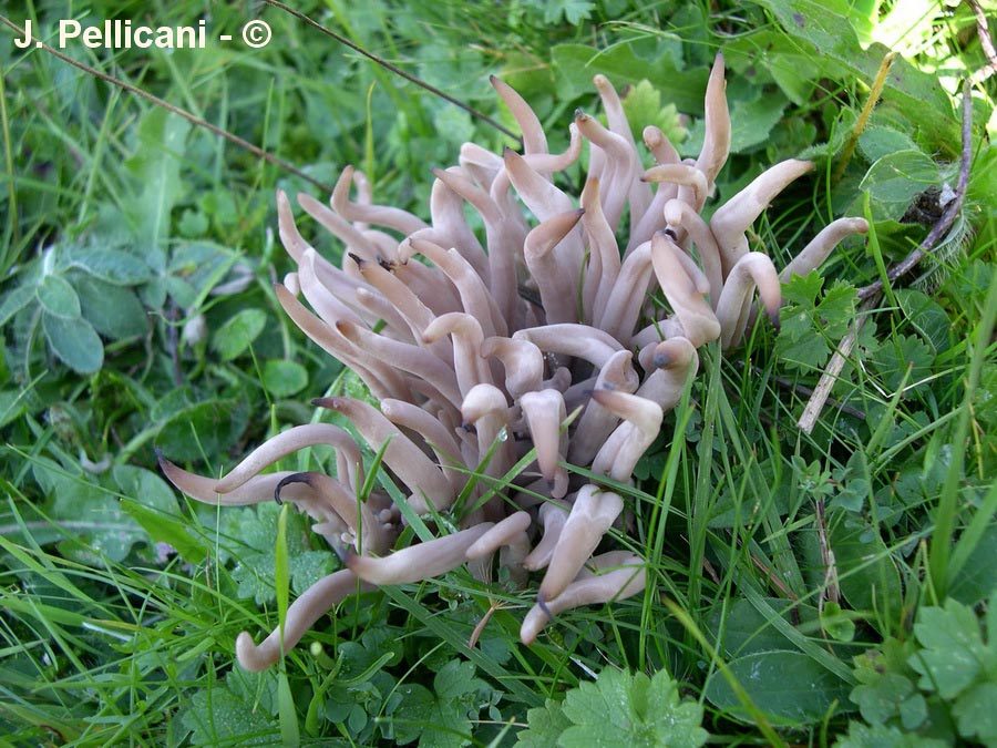 Clavaria fumosa