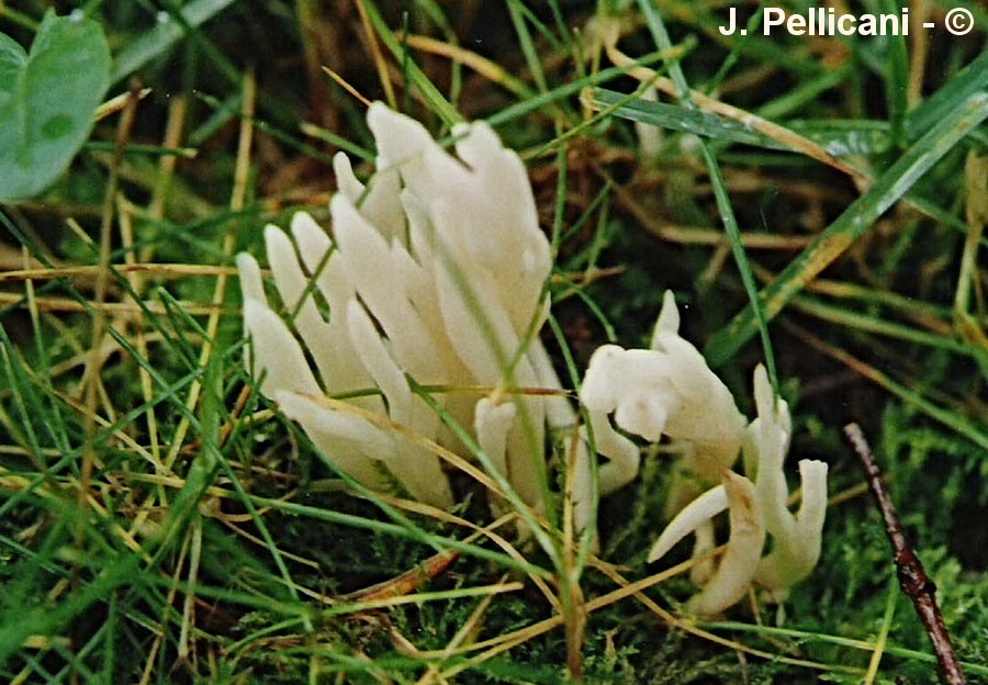 Clavaria vermicularis